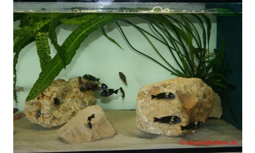 Tropheusbecken 480l